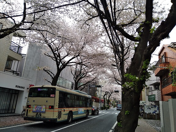大泉学園通りの桜とバス
