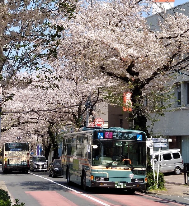 大泉学園通りの桜