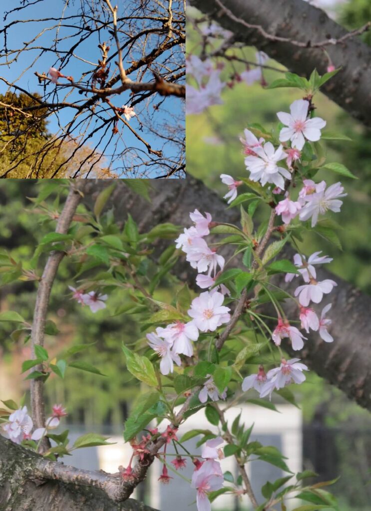 2度咲きの桜