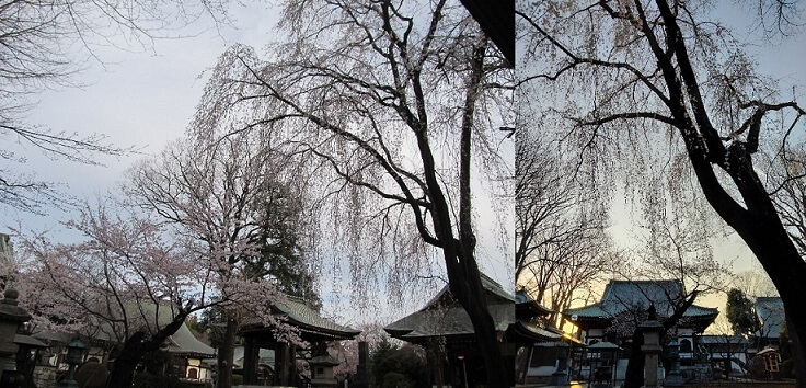 妙福寺のしだれ桜(朝と夕に撮影)