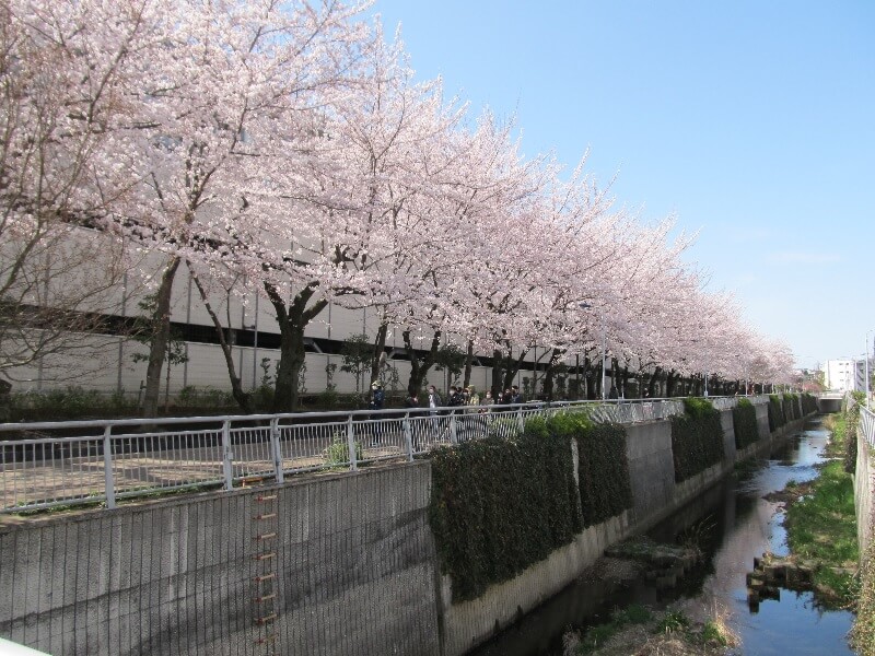 白子川東映橋から撮影した桜