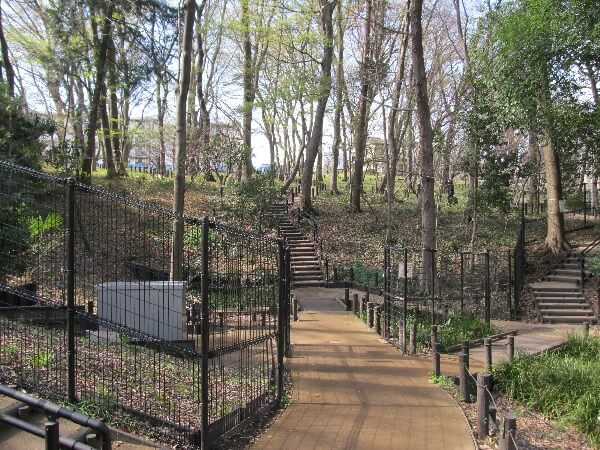 フェンスで囲まれたカタクリ保護区域、開花シーズンのみ一部フェンスが開きます