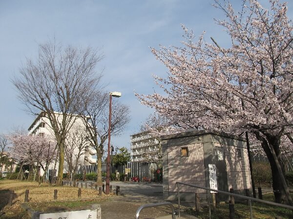 東大泉公園と桜