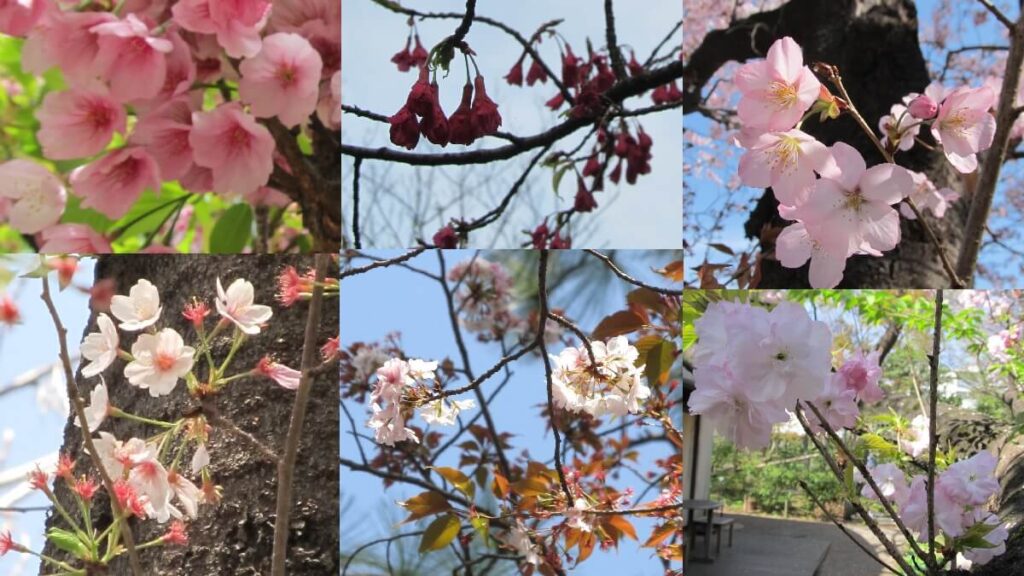 桜のリレー