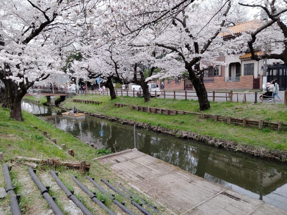 船着き場から撮影した新河岸川の桜