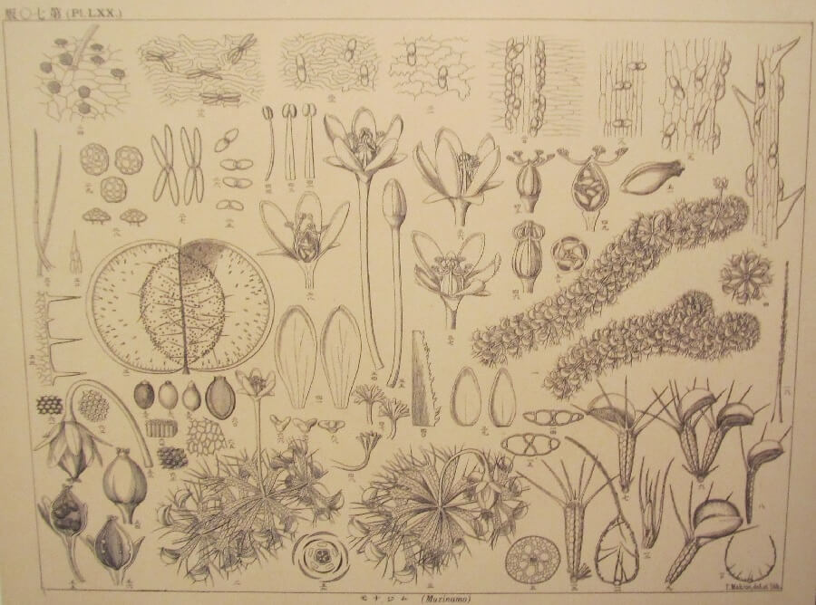 牧野富太郎博士のムジナモの植物図