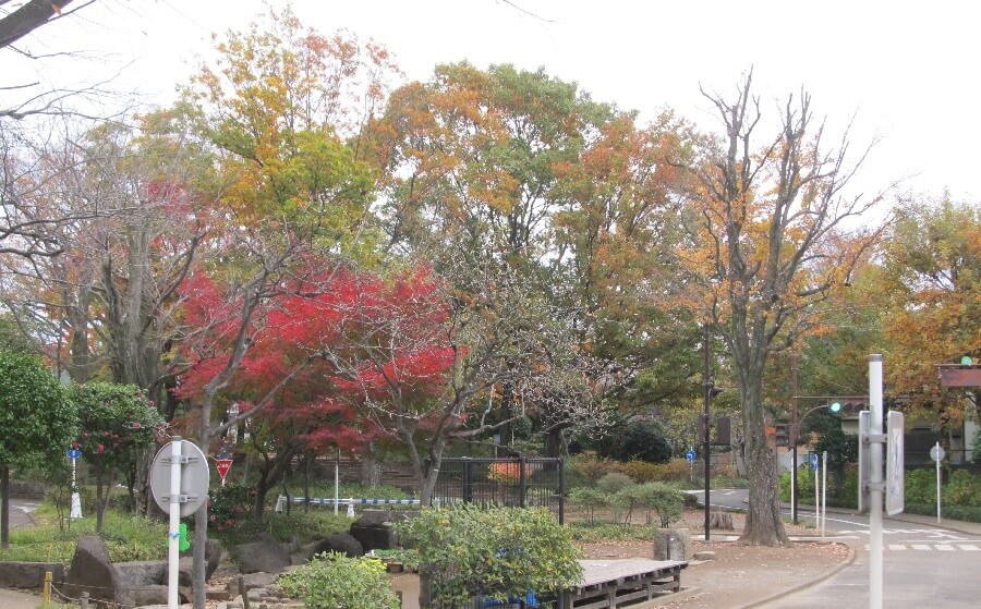 交通公園の様々な葉の色の木々