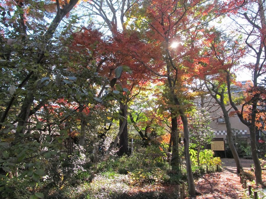 牧野記念庭園の園内で撮影した紅葉