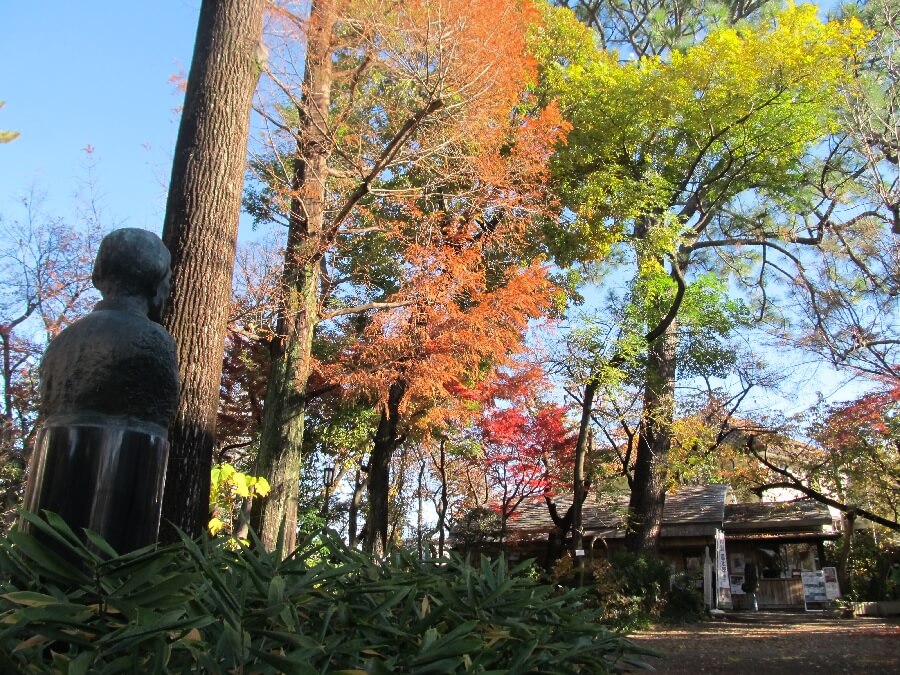 牧野富太郎博士の銅像とスエコザサと紅葉
