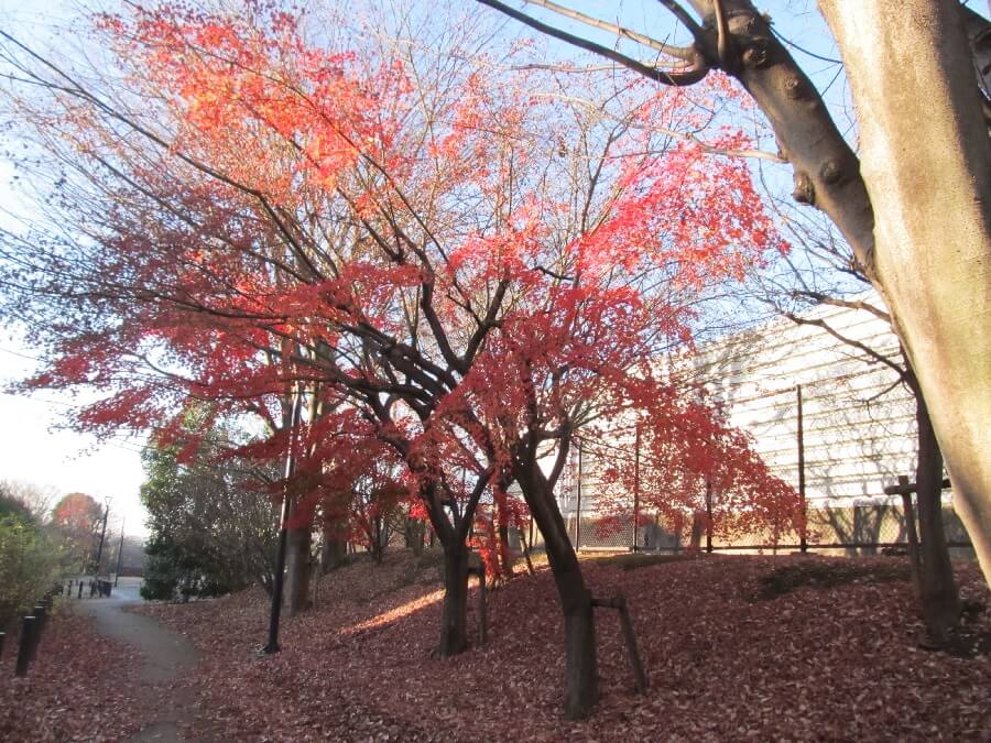 東京外環自動車道に沿う遊歩道