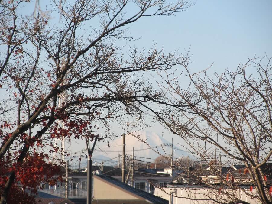 もみじとけやきと富士山