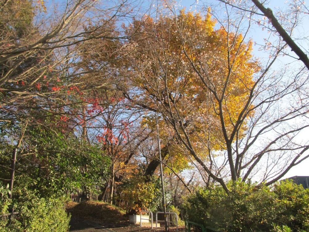 もみじ山公園の紅葉