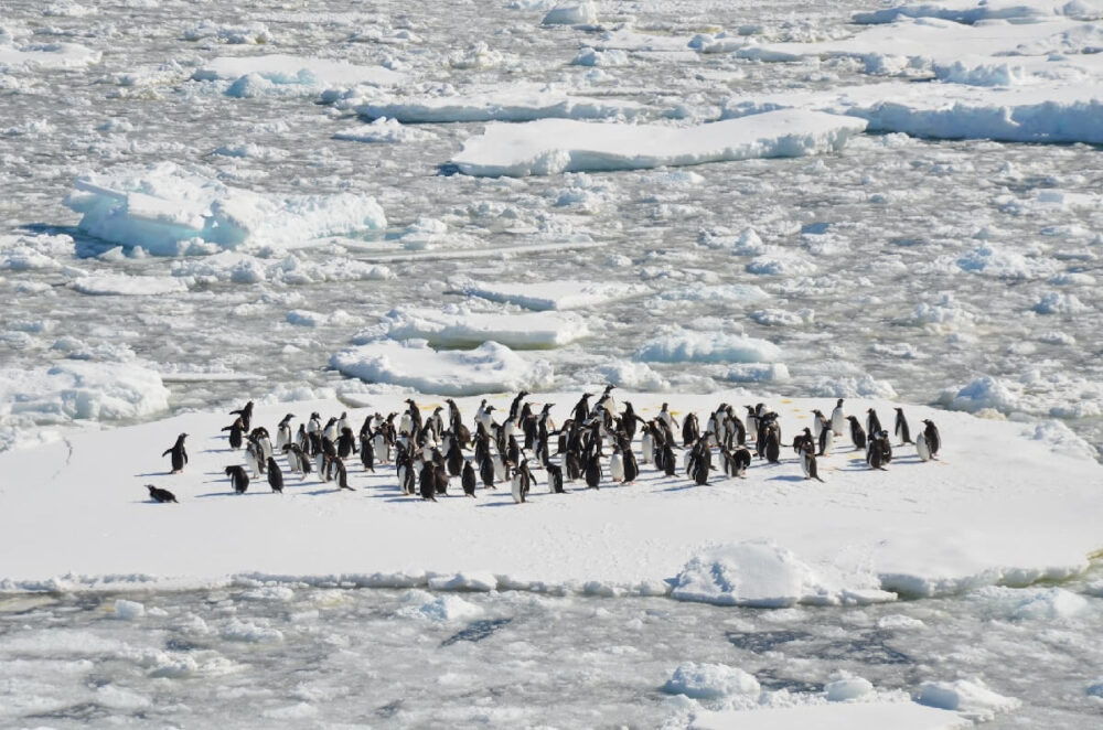 南極大陸とペンギン