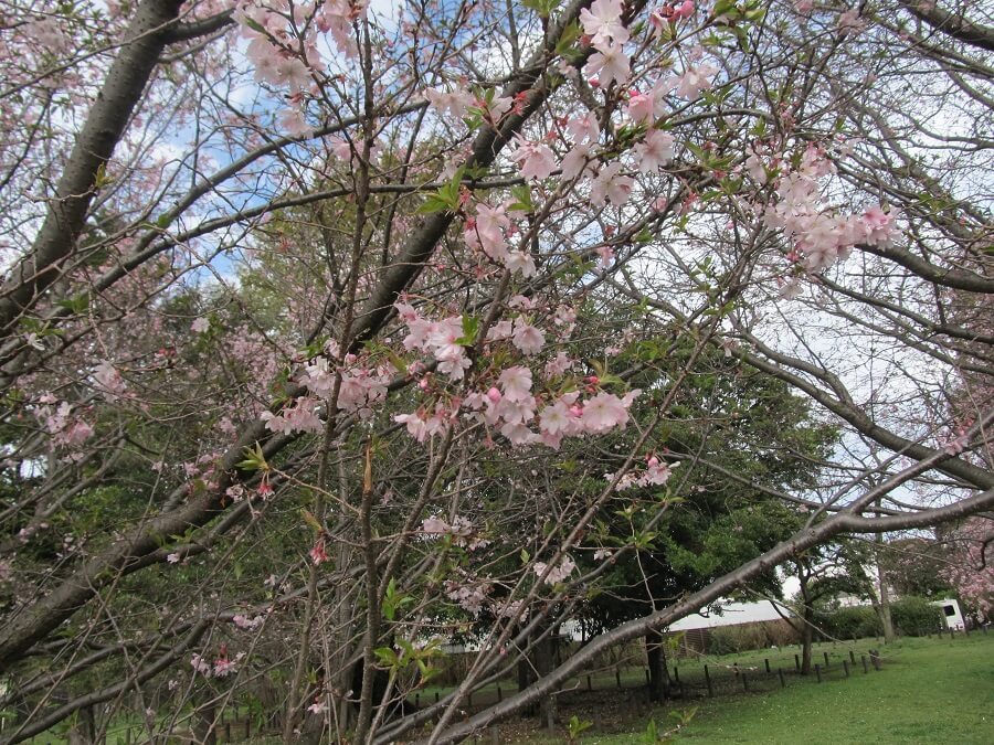 井頭こぶし憩いの森の桜の花(2023年3月24日撮影)