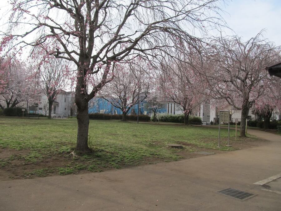 久保新田さくら公園の桜