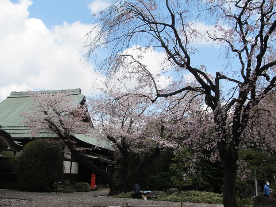 妙福寺の桜と丸ポスト(2023年3月30日撮影)