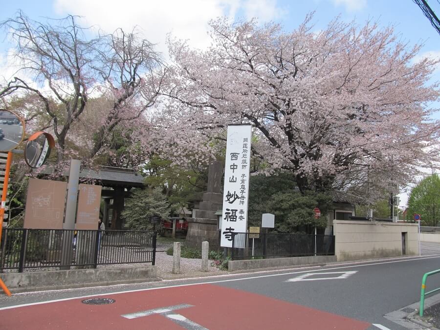 妙福寺の山門の桜