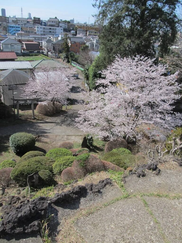 中里の富士塚の頂上からみた桜