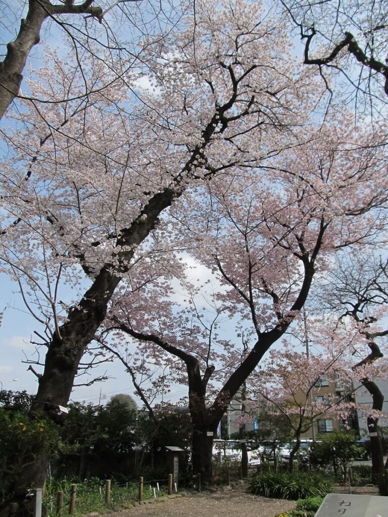染井吉野とセンダイヤ桜