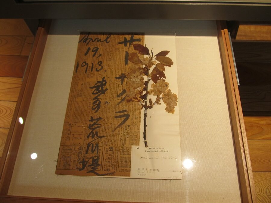 サトザクラの標本(1913年4月19日東京都荒川堤で採取)